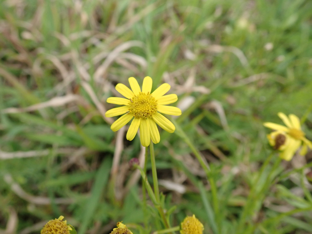 Senecio madagascariensis; photograph author not stated, no rights reserved
