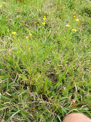 Senecio madagascariensis, photograph 3