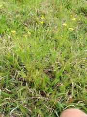 author not stated, no rights reserved Senecio madagascariensis, photograph author not stated, no rights reserved