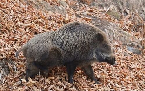 Wild Boar