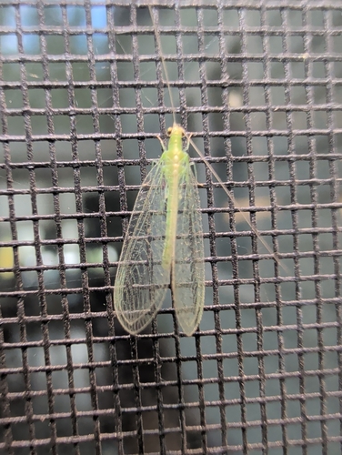 Red-lipped Green Lacewing