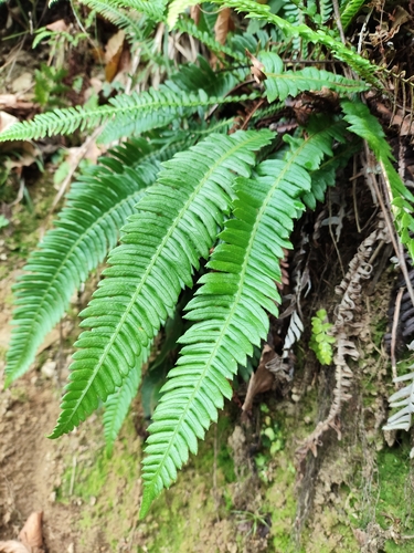 deer fern