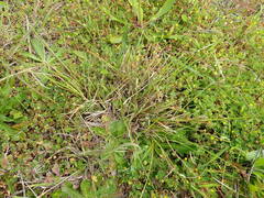Sporobolus africanus, photograph author not stated, no rights reserved
