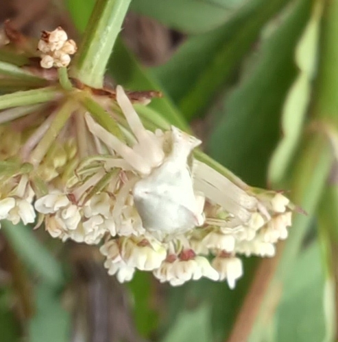Heather crab spider