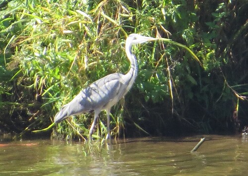iNaturalist image