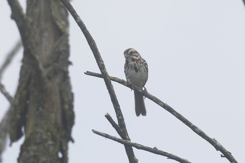 Song Sparrow