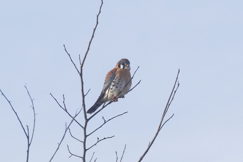 American Kestrel