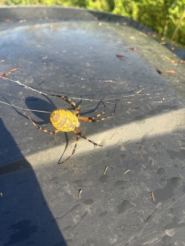Yellow Garden Spider