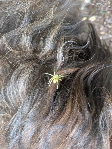 Grüne Huschspinne
