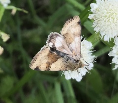 Heliothis