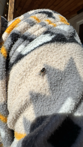 Common House Fly