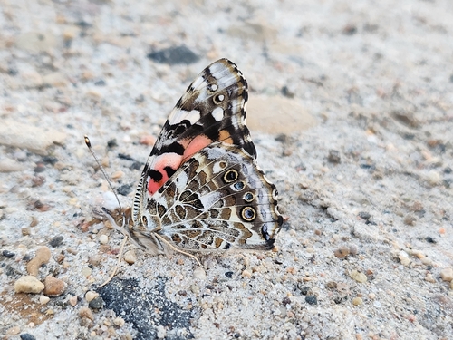 Painted Lady