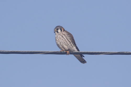 American Kestrel