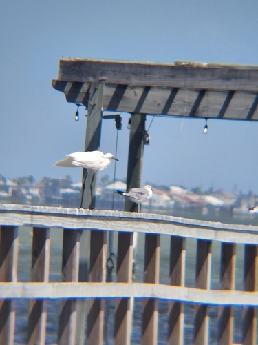 Snowy Egret