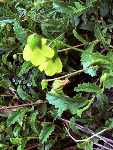 Hermannia saccifera, photograph 1