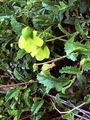 Hermannia saccifera