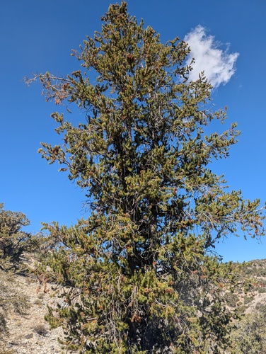 iNaturalist observation photo of Great Basin bristlecone pine