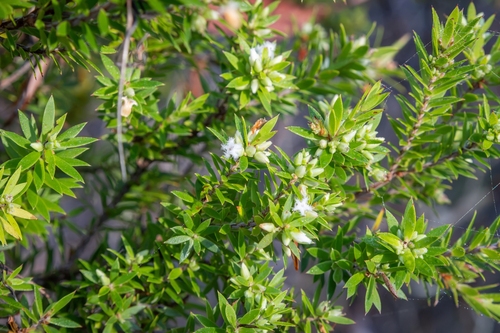 Styphelia leptospermoides, 2026-09-05
