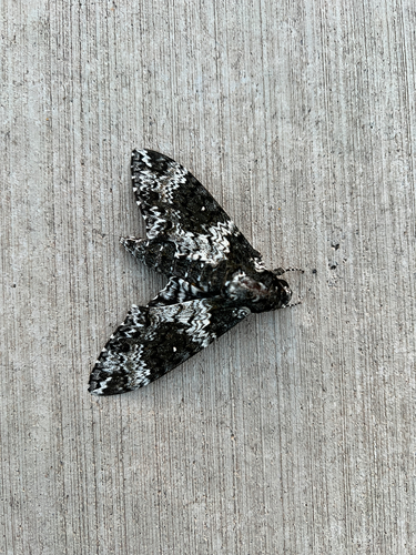 Rustic Sphinx