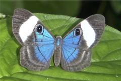 Mesosemia mamilia