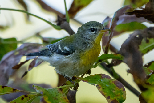 Northern Parula