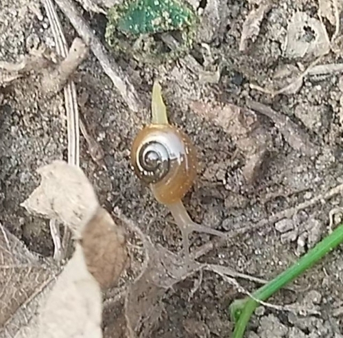 horntail snail