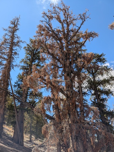 iNaturalist observation photo of Great Basin bristlecone pine