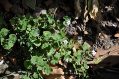 Chaenostoma cordatum