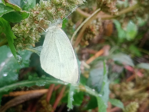 Small White