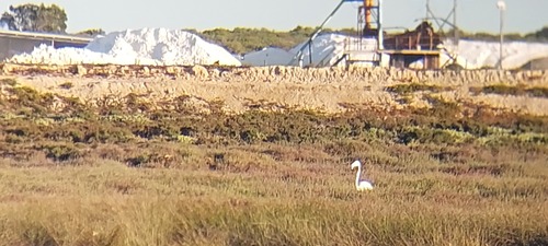 iNaturalist image