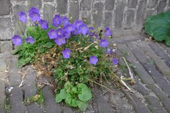 Campanula carpatica