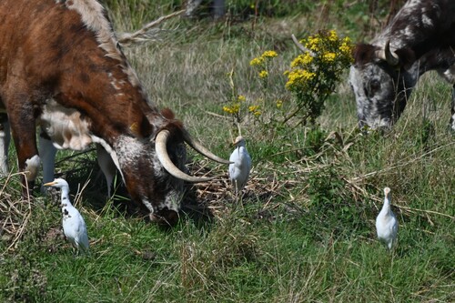Western Cattle-Egret
