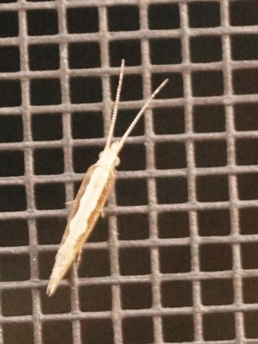 Diamondback Moth