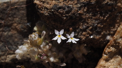 Nemacladus longiflorus