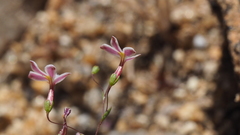 Nemacladus longiflorus