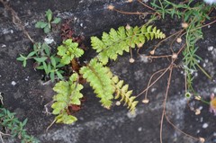 Polystichum polyblepharum