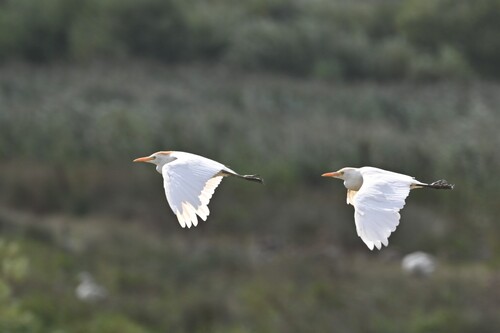 Western Cattle-Egret