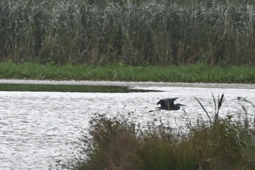 iNaturalist image