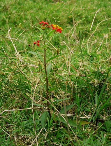Asclepias curassavica