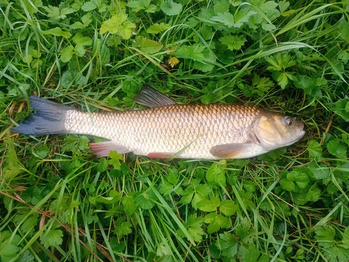 European Chub
