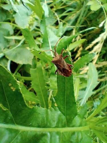 Dock Bug