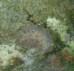 Discodorididae