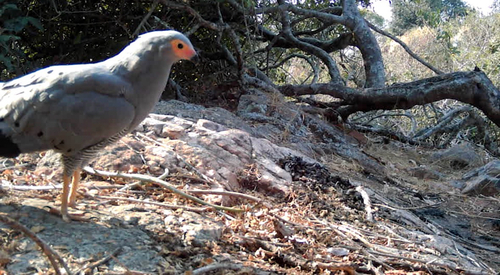 African Harrier-Hawk