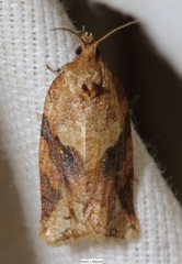 Argyrotaenia ivana