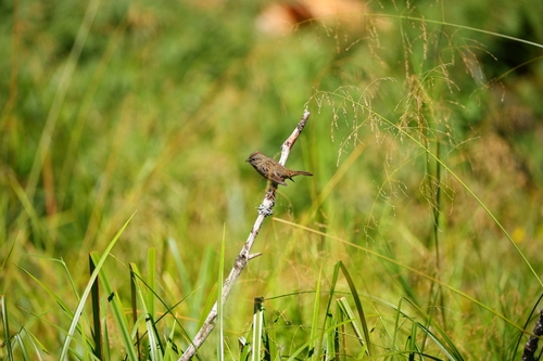Lincoln's Sparrow