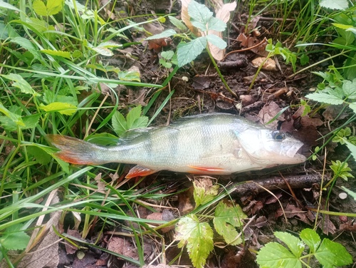 European Perch