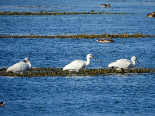 Eurasian Spoonbill