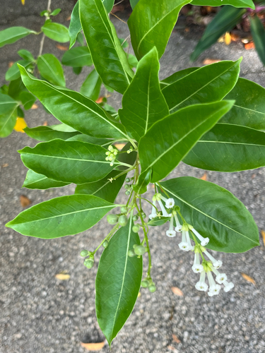 Cestrum diurnum