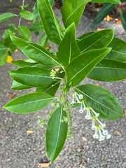 Cestrum diurnum
