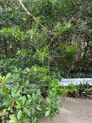 Cestrum diurnum, photograph author not stated, no rights reserved